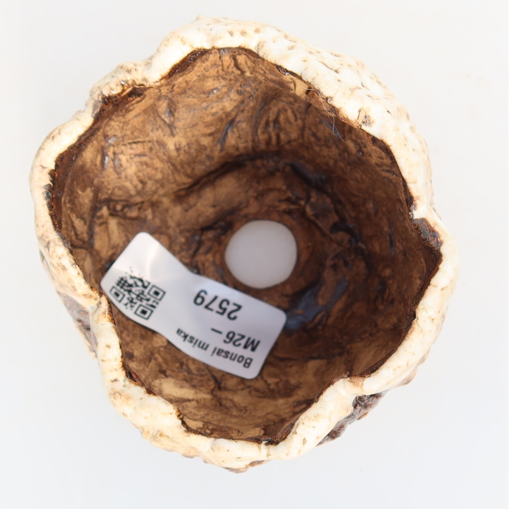 Ceramic Shell, 7.5 x 7 x 6.5 cm, white-brown