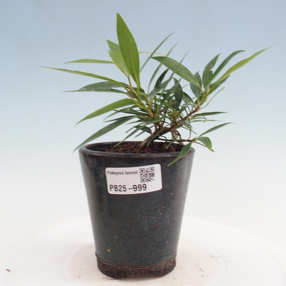 Indoor bonsai - Ficus nerifolia - small-leaved ficus