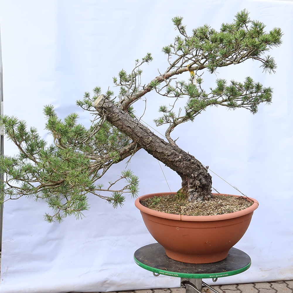 Pinus sylvestris Spain - Scots pine