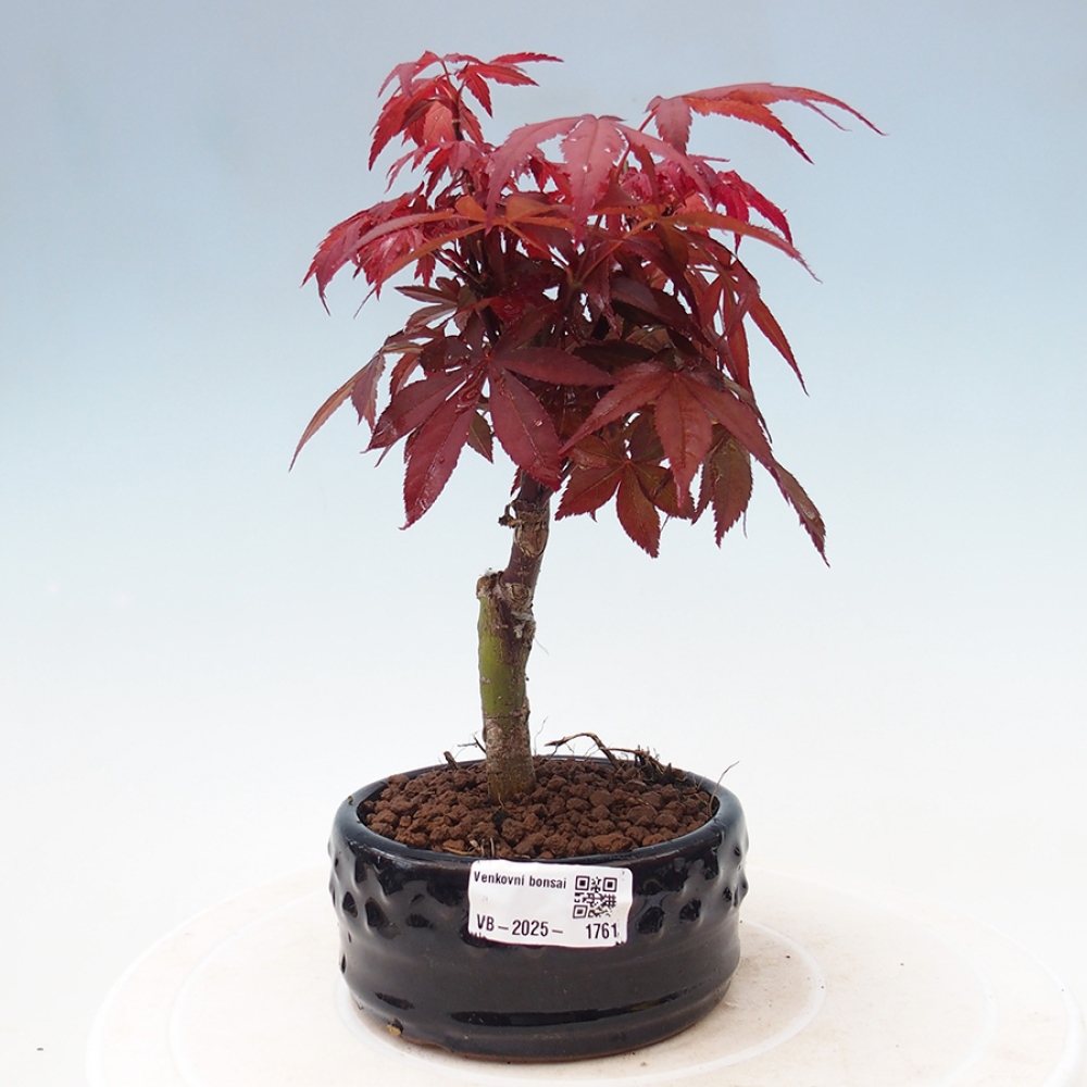 Outdoor bonsai - Acer palm. Atropurpureum-Palmleaf Maple
