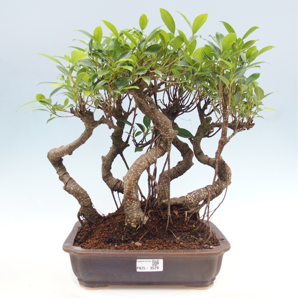 Room bonsai - Ficus kimmen - small-leaved ficus