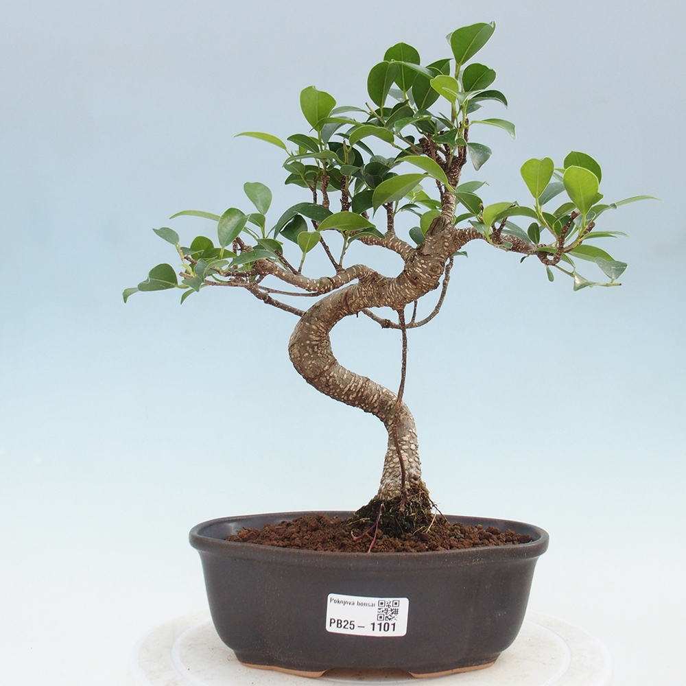 Indoor bonsai - Ficus retusa - small ficus