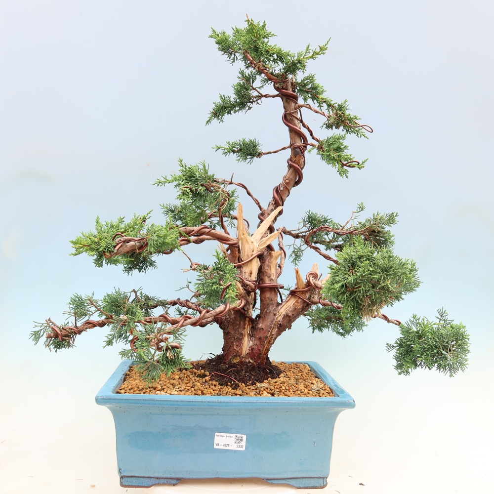 Outdoor bonsai - Juniperus chinensis Kishu