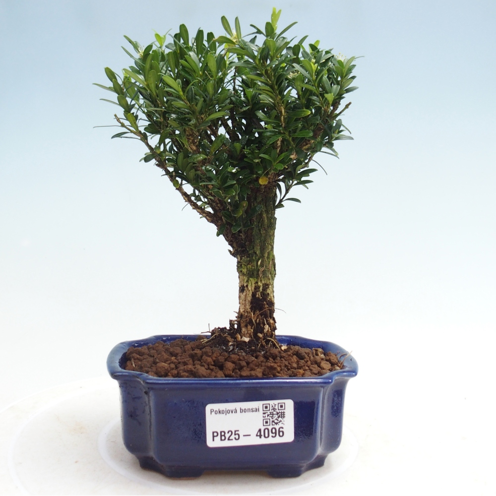 Room bonsai - Buxus harlandii - cork buxus