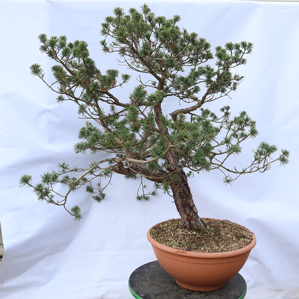 Pinus sylvestris Spain - Scots pine