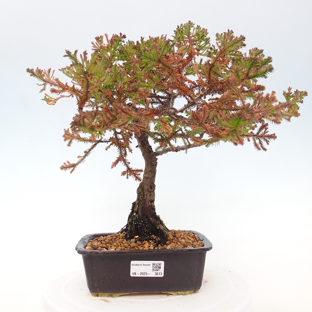 Outdoor bonsai - Chamaecyparis thyoides - Cypress