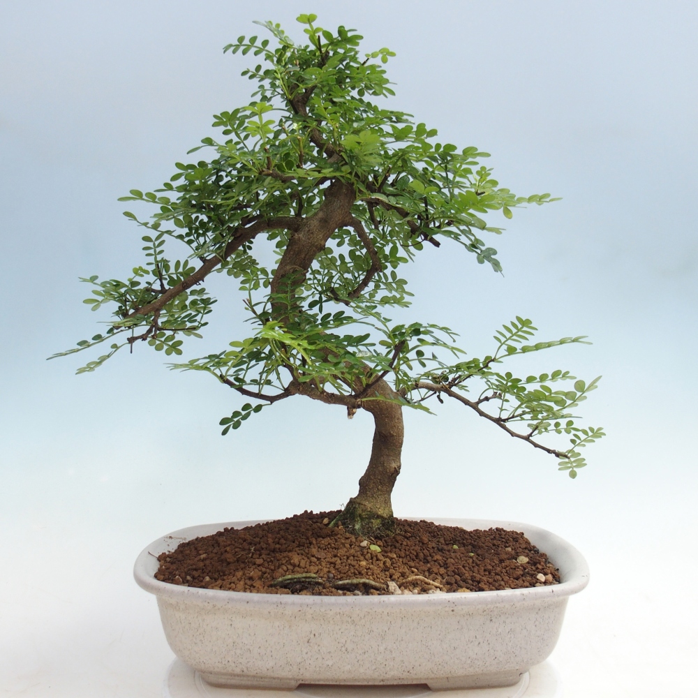 Room bonsai - Zantoxylum piperitum - pepper tree