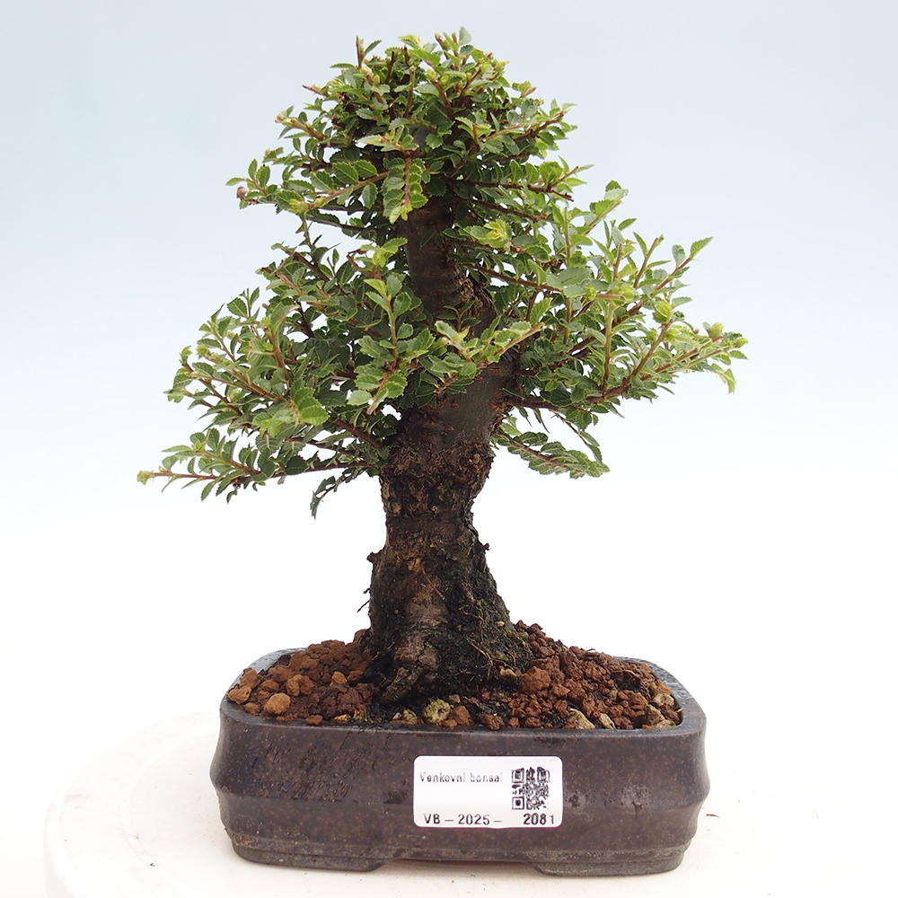 Outdoor bonsai - Ulmus parvifolia Hokkaido - Chinese elm