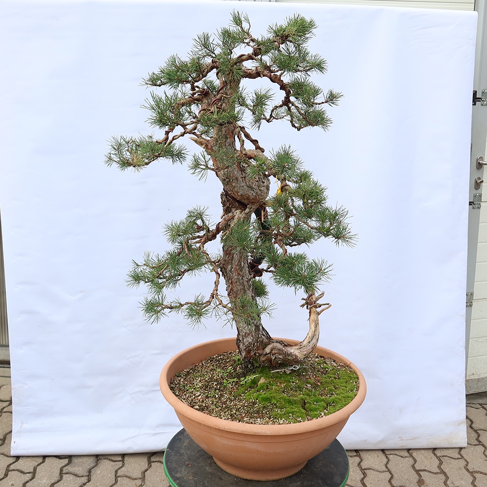 Pinus sylvestris Spain - Scots pine
