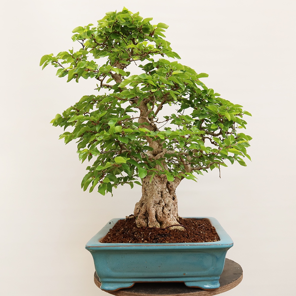 Outdoor bonsai - Carpinus Coreana - Korean hornbeam