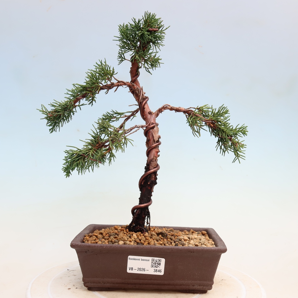 Outdoor bonsai - Juniperus chinensis Kishu