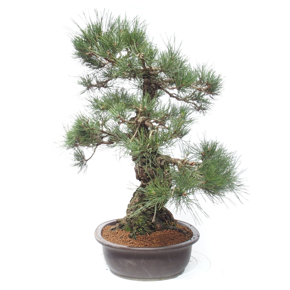 Outdoor bonsai - Pinus thunbergii - Thunberg pine