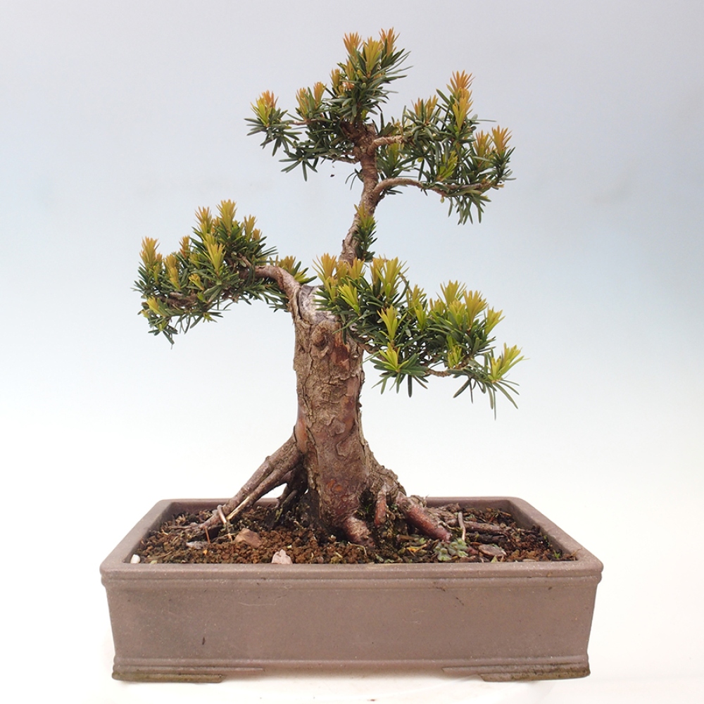 Outdoor bonsai - Taxus cuspidata - Japanese yew