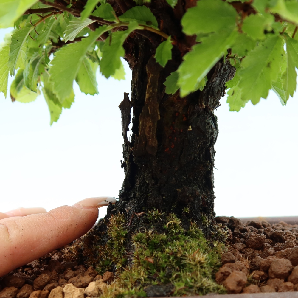 Outdoor bonsai - Zelkova - Zelkova NIRE