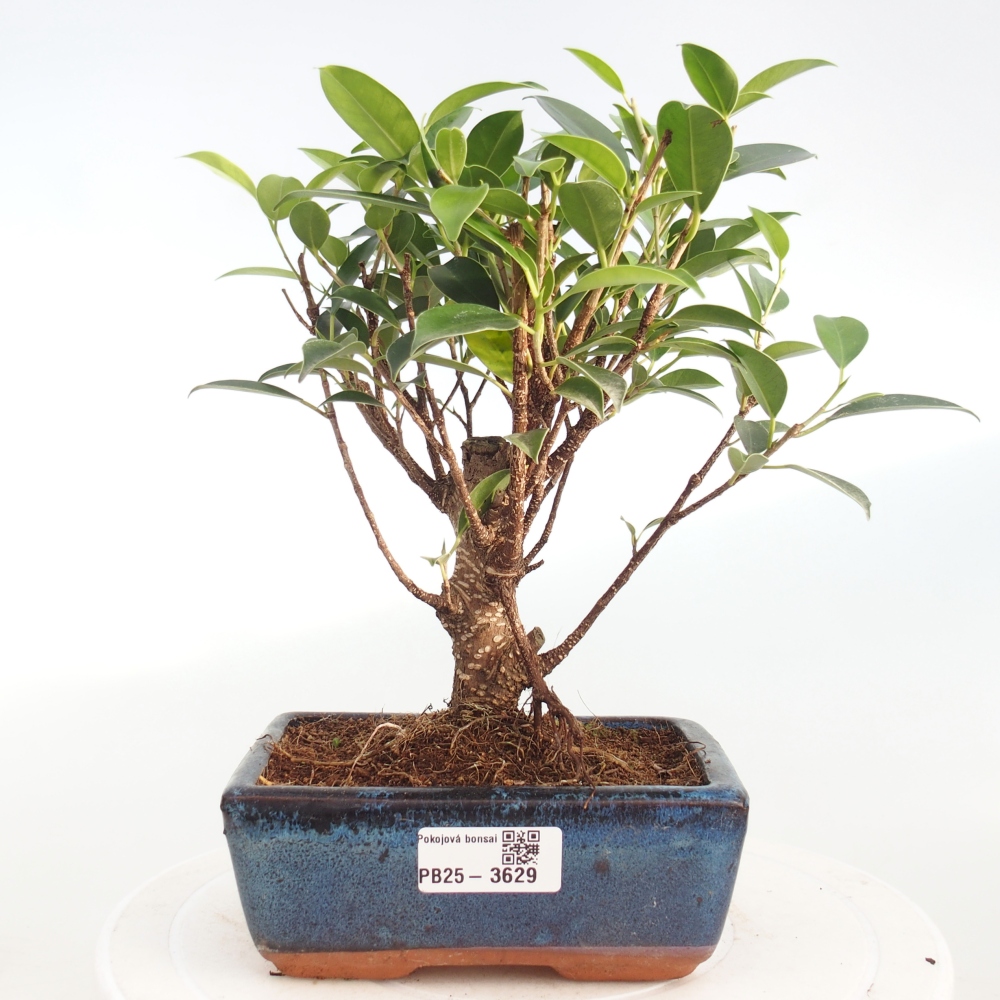 Room bonsai - Ficus retusa - small-leaved ficus