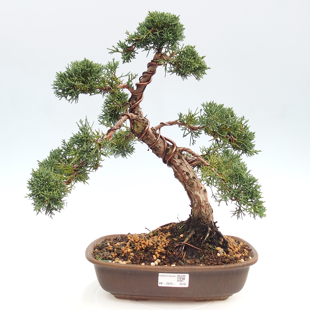 Outdoor bonsai - Juniperus chinensis Kishu - Chinese juniper