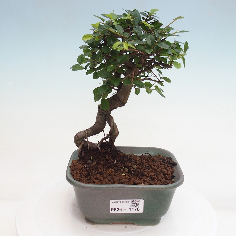 Room bonsai - Ulmus parvifolia - Small-leaved elm