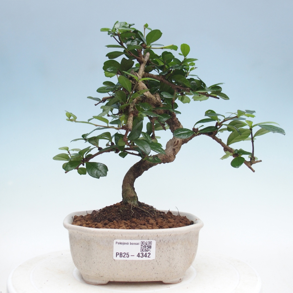 Room bonsai - Carmona macrophylla - Tea fuki