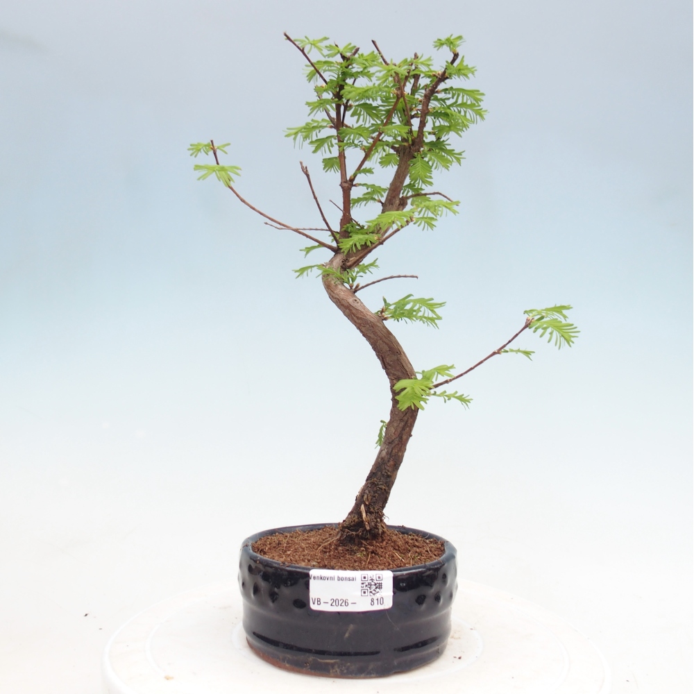Outdoor bonsai - Metasequoia glyptostroboides - Chinese Metasequoia