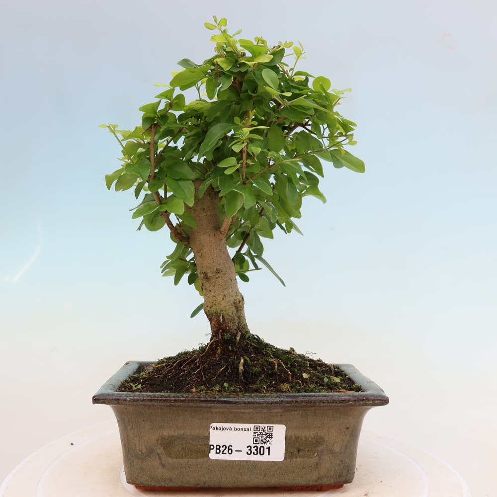 Room bonsai -Ligustrum chinensis - Birds Beak