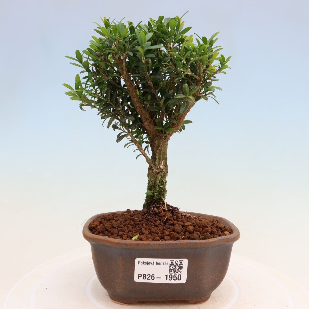 Room bonsai - Buxus harlandii - cork buxus