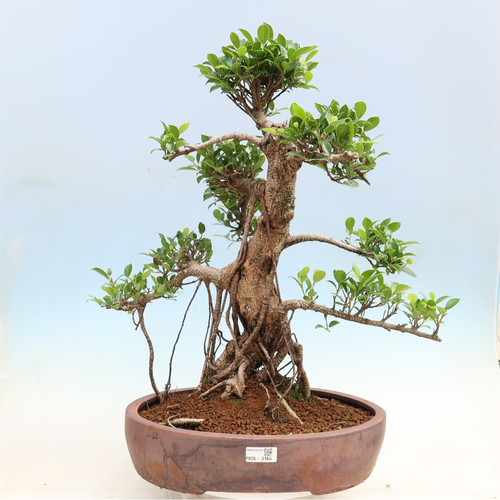 Room bonsai - Ficus kimmen - small-leaved ficus