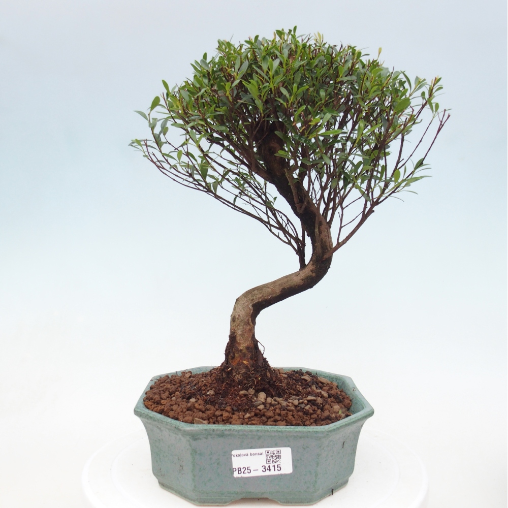 Room bonsai - Syzygium - Pimento