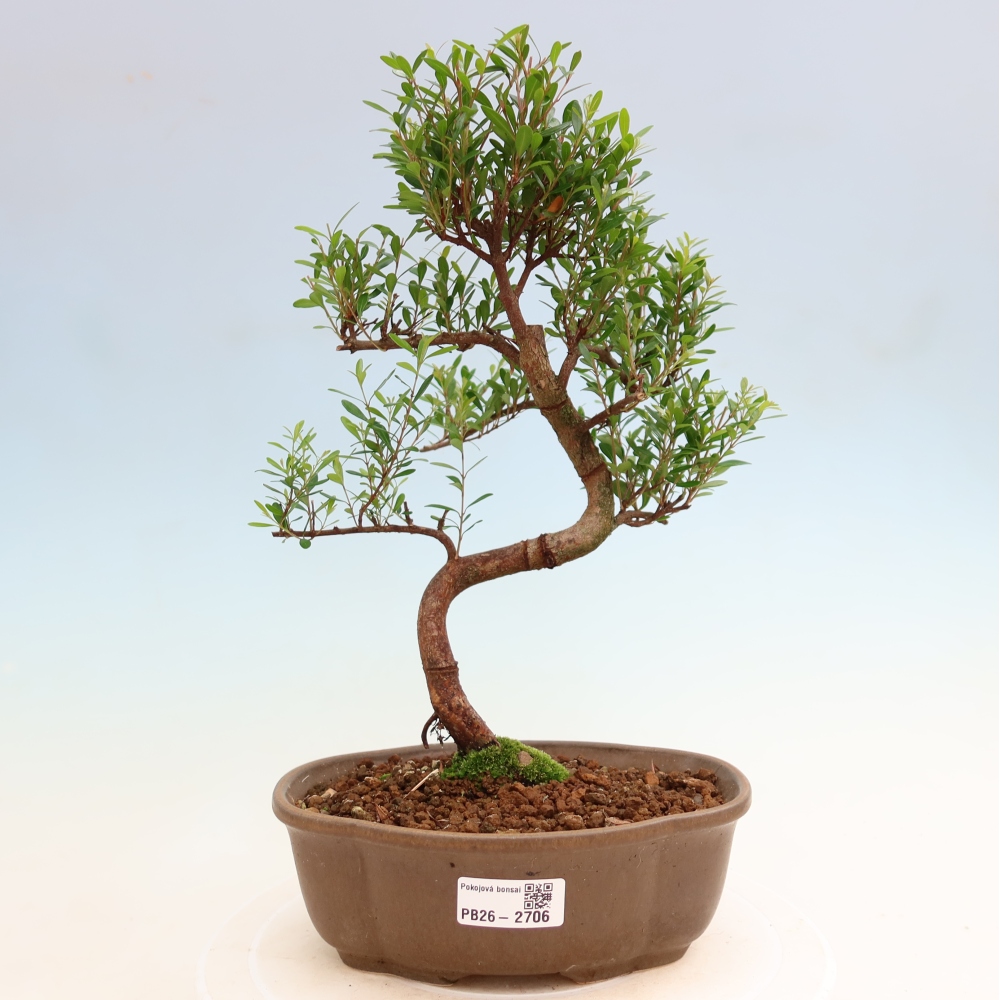 Room bonsai - Syzygium - Pimento