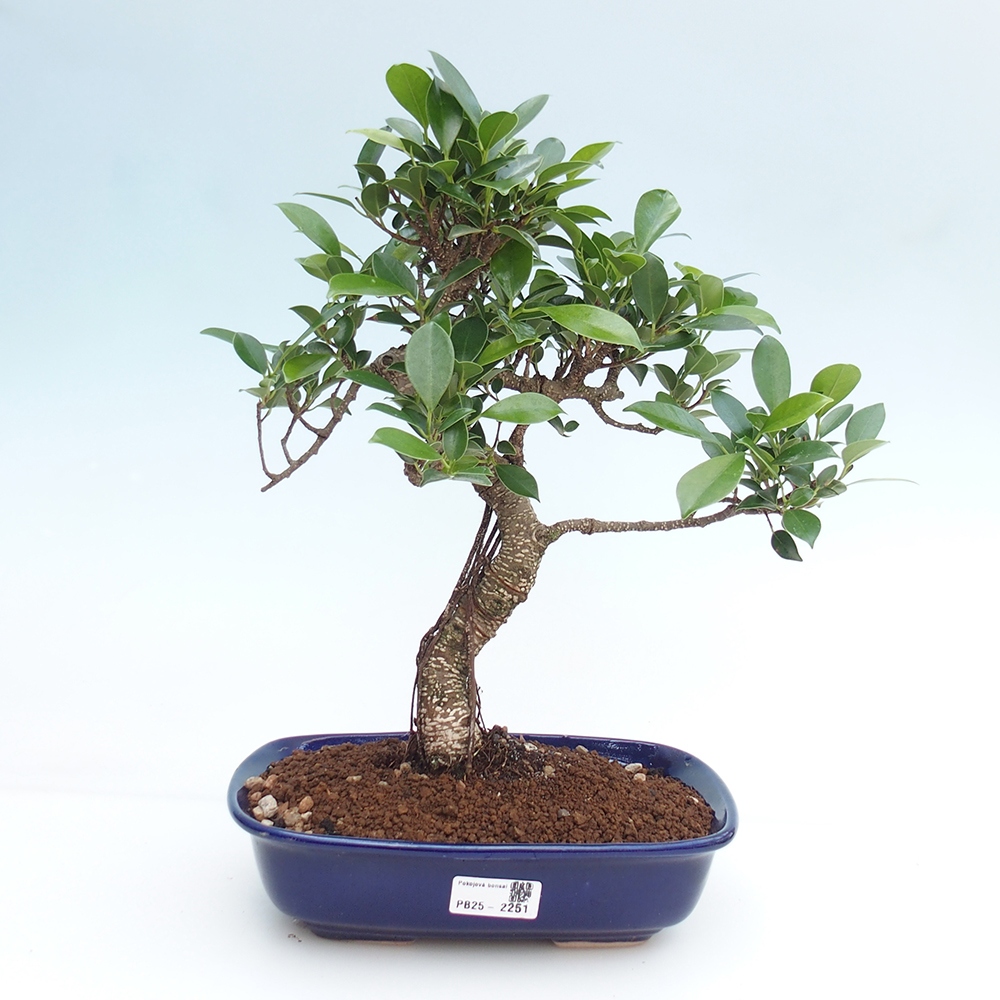 Indoor bonsai - Ficus kimmen - small-leaved ficus