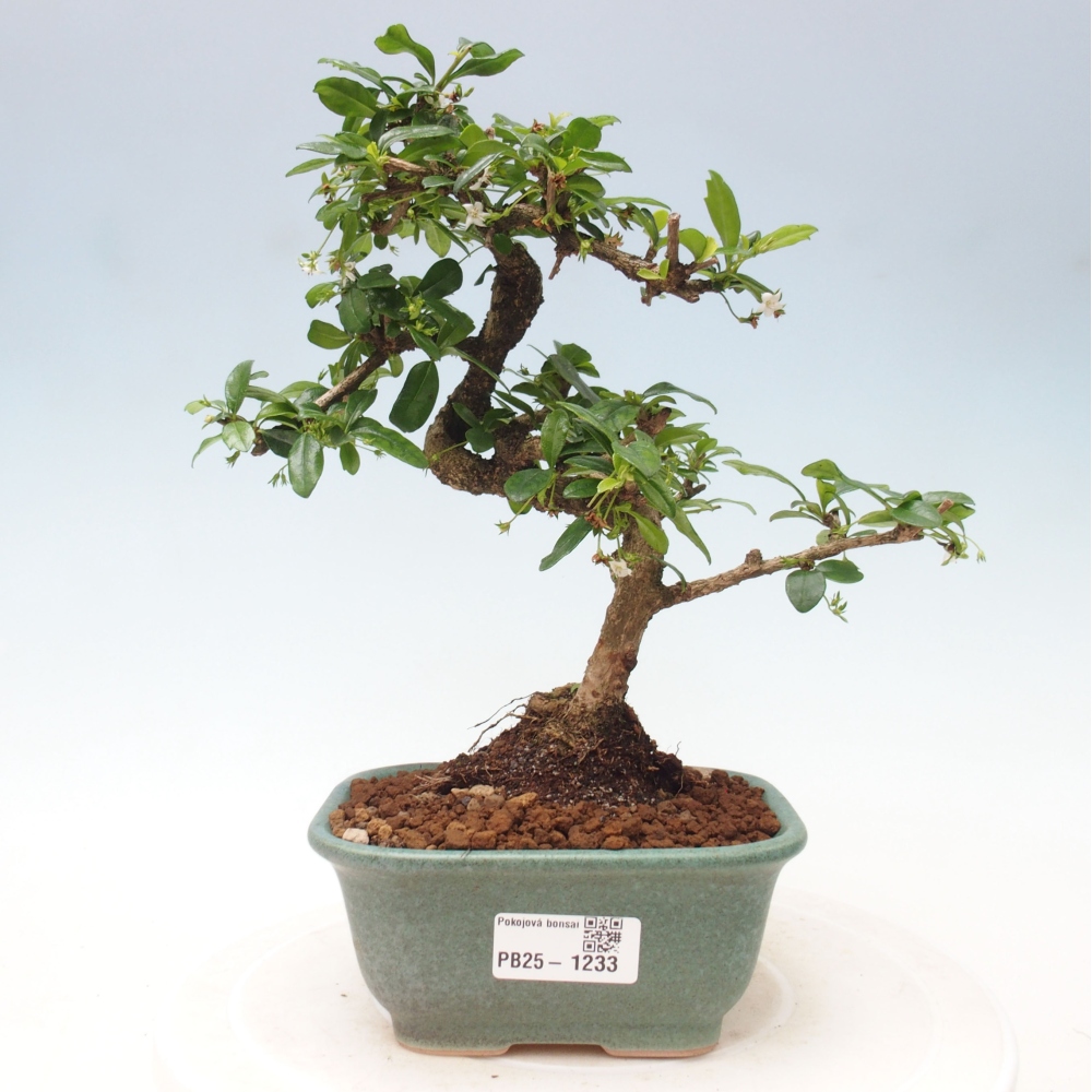 Indoor bonsai - Carmona macrophylla - Fuki tea