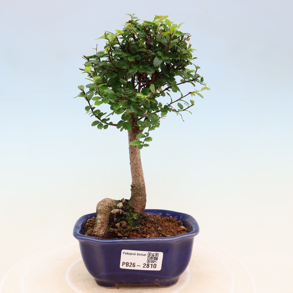 Room bonsai - Ulmus parvifolia - Small-leaved elm