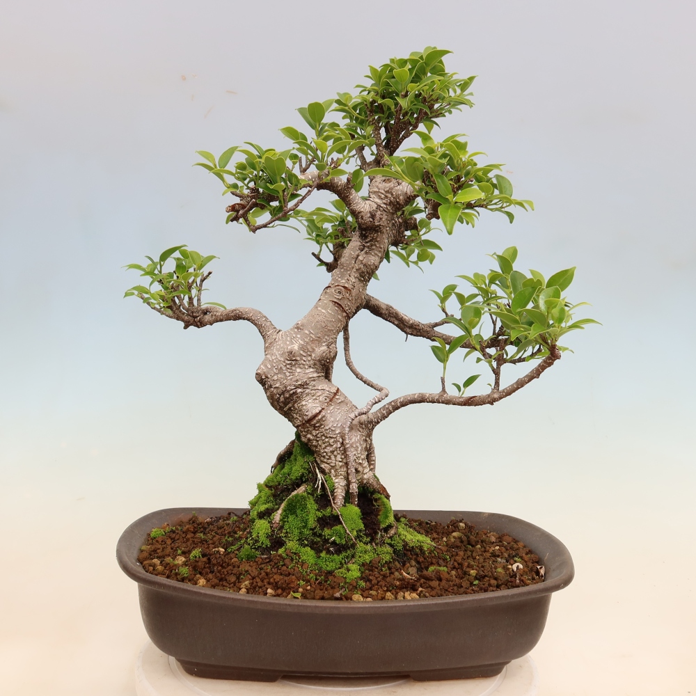 Room bonsai - Ficus kimmen - small-leaved ficus