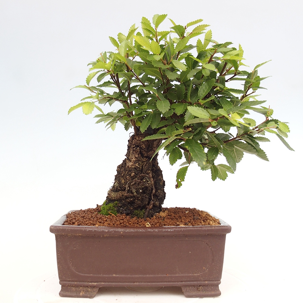 Outdoor bonsai - Zelkova - Zelkova serrata