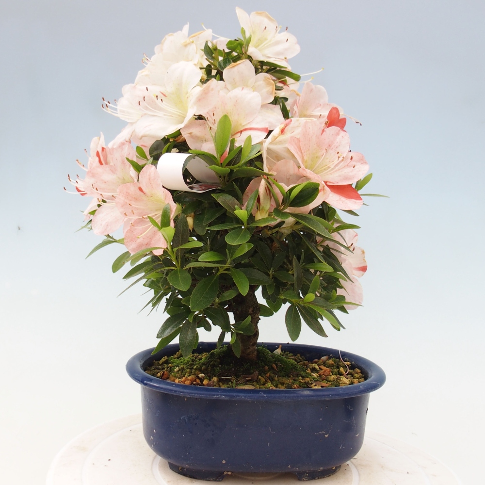 Outdoor bonsai - Japanese azalea - Azalea Asazakura