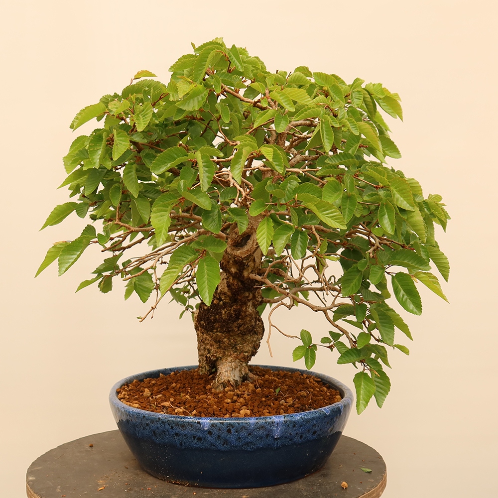 Outdoor bonsai - Carpinus Coreana - Korean hornbeam