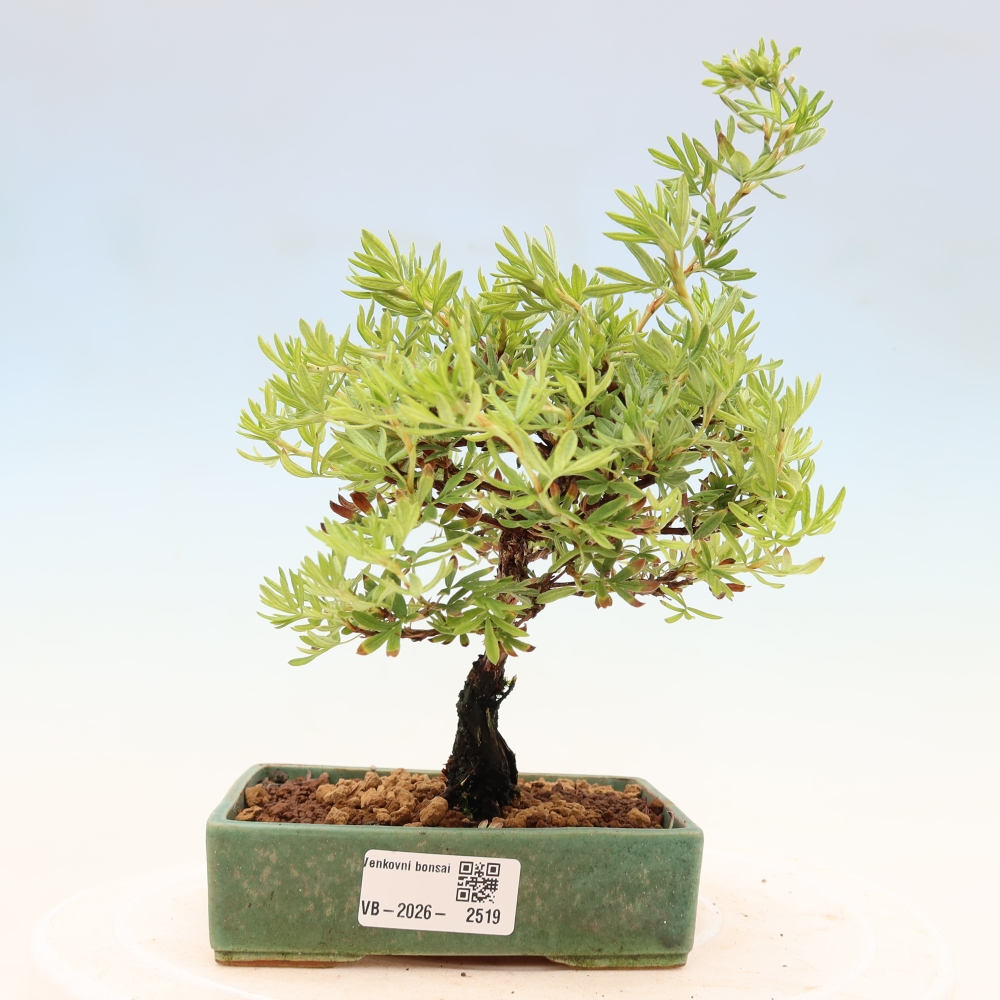 Outdoor bonsai - Potentila fruticosa