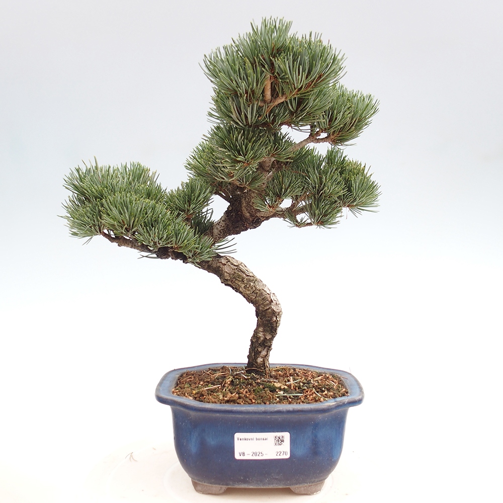 Outdoor bonsai - Pinus parviflora - Small pine tree