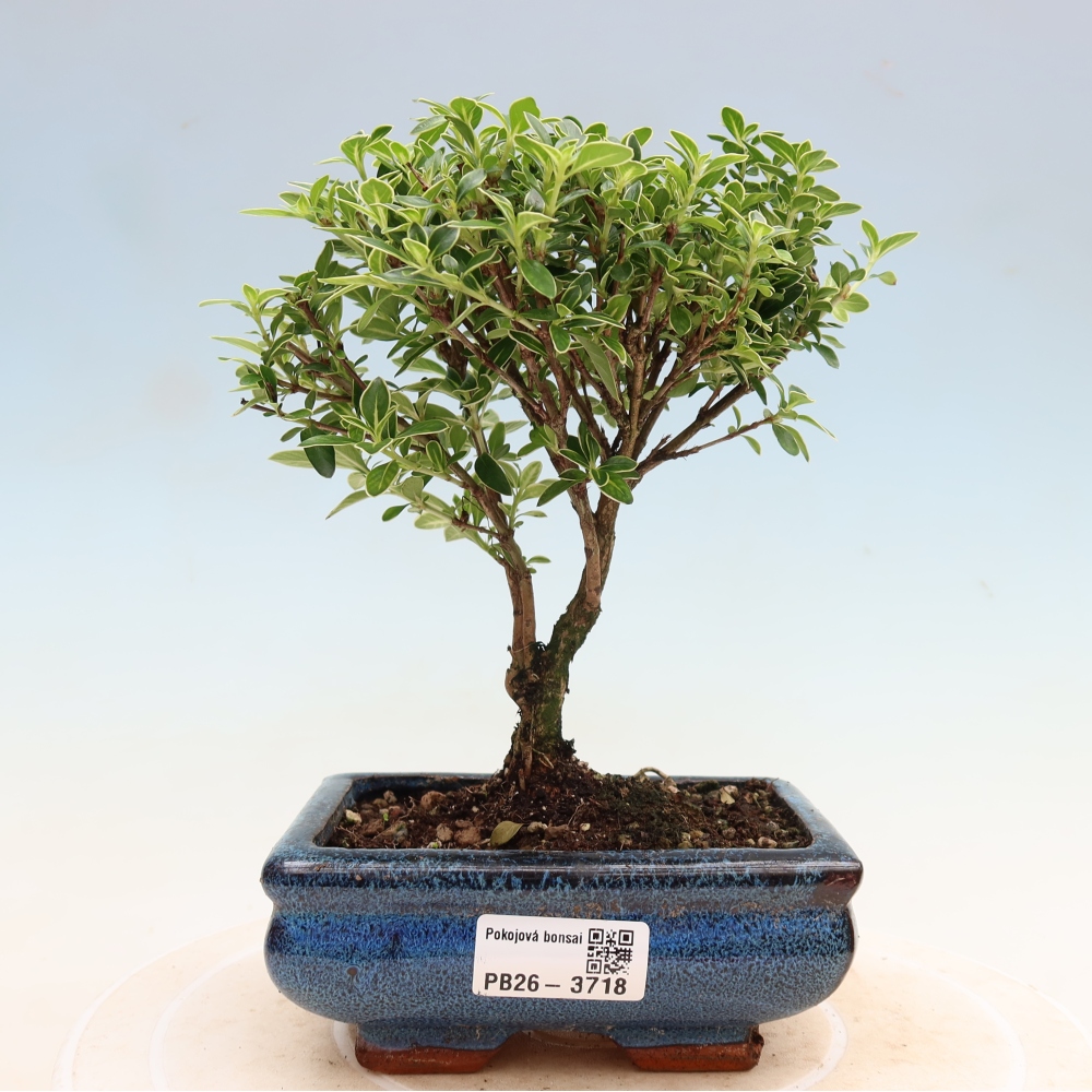 Indoor Bonsai - Serissa foetida Variegata - Tree of a Thousand Stars
