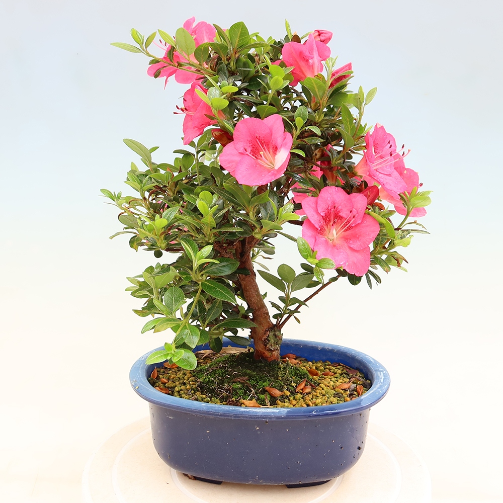 Outdoor bonsai - Japanese Azalea - Azalea Kobai
