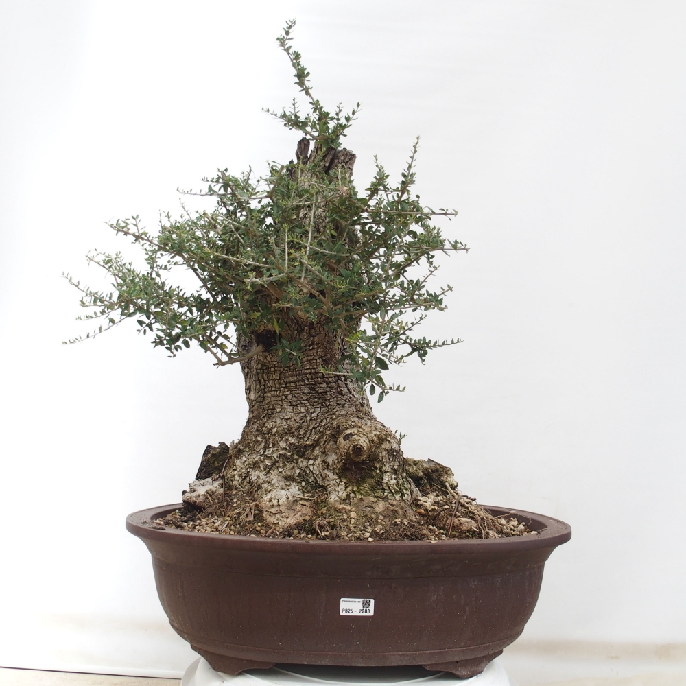 Indoor bonsai - Olea europaea sylvestris - European small-leaved olive oil