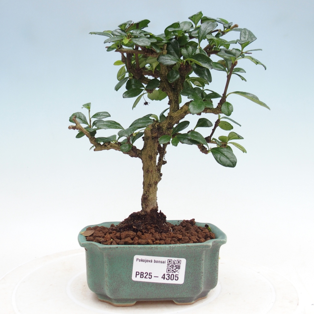 Room bonsai - Carmona macrophylla - Tea fuki
