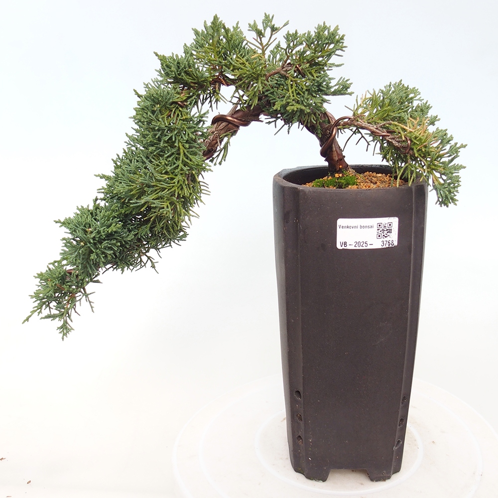 Outdoor bonsai - Juniperus chinensis Kishu