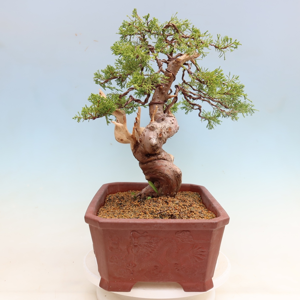 Outdoor Bonsai - Juniperus chinensis Itoigawa - Chinese Juniper