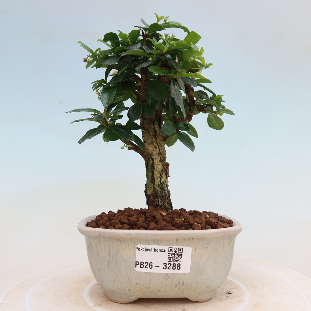 Room bonsai - Carmona macrophylla - Tea fuki