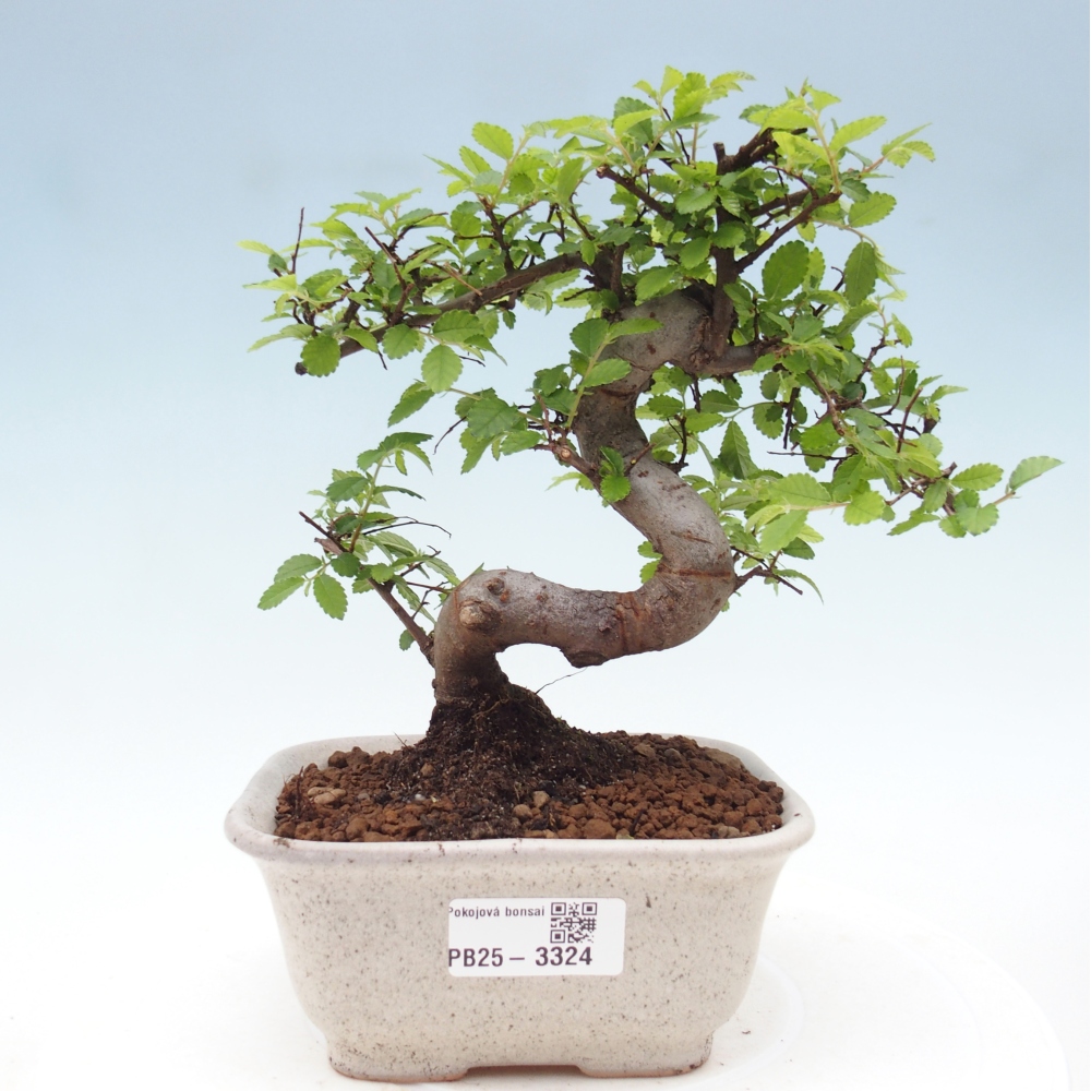 Room bonsai - Ulmus parvifolia - Small-leaved elm