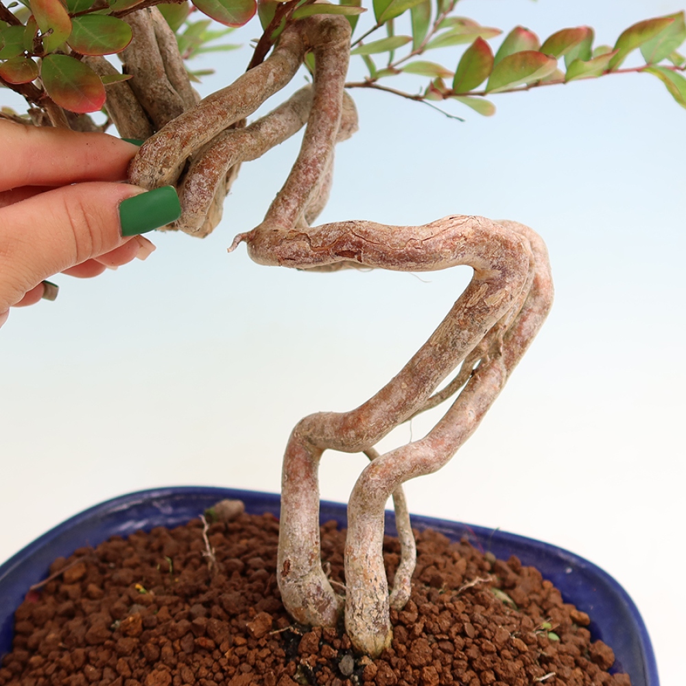 Indoor Bonsai - Lagerstroemia indica - Indian Lilac