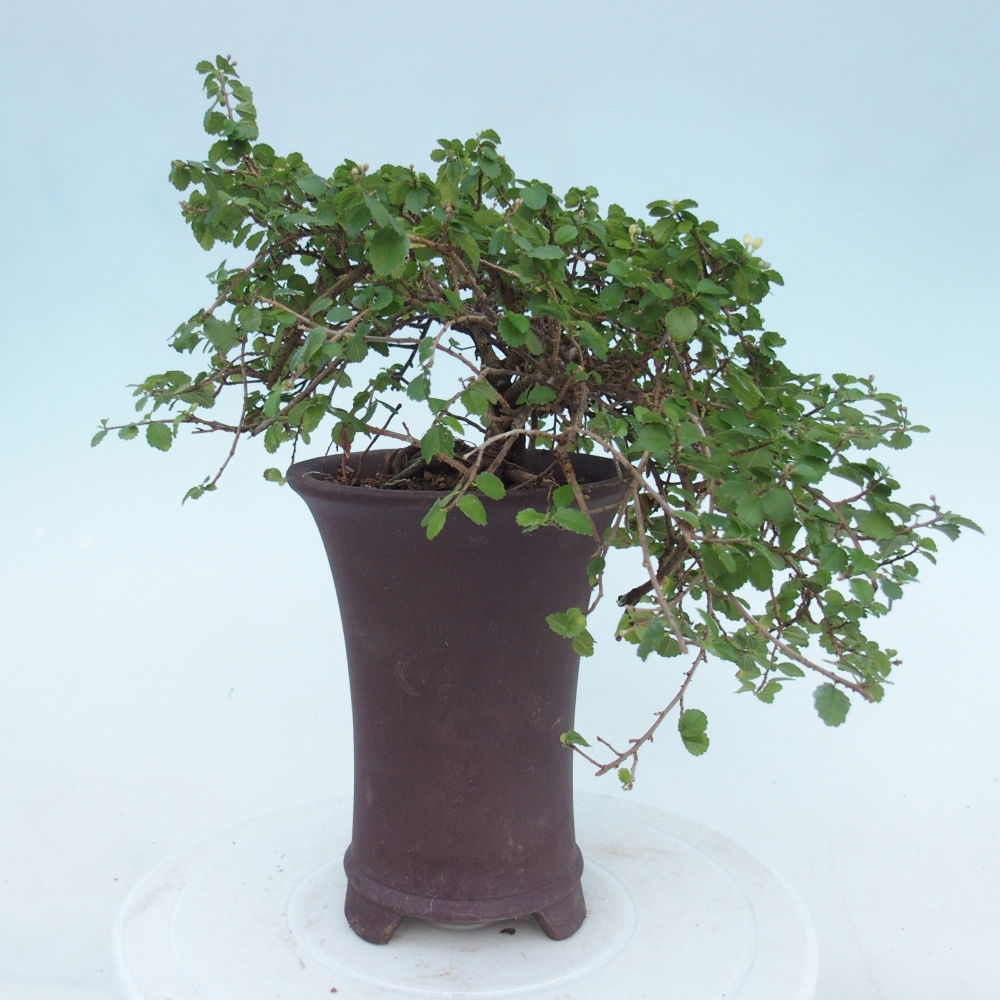 Room bonsai - Grewia sp. - Grewia malafolia