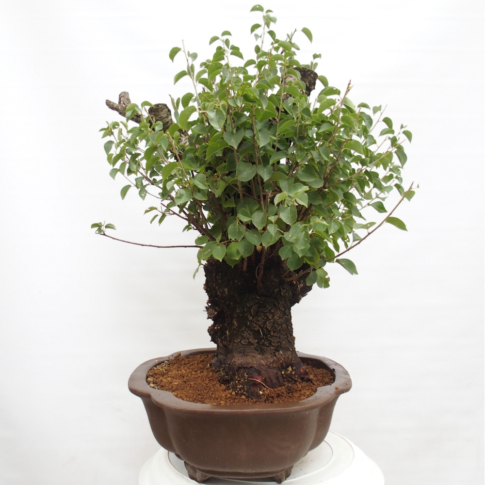 Outdoor bonsai - Mahalebka - Prunus mahaleb