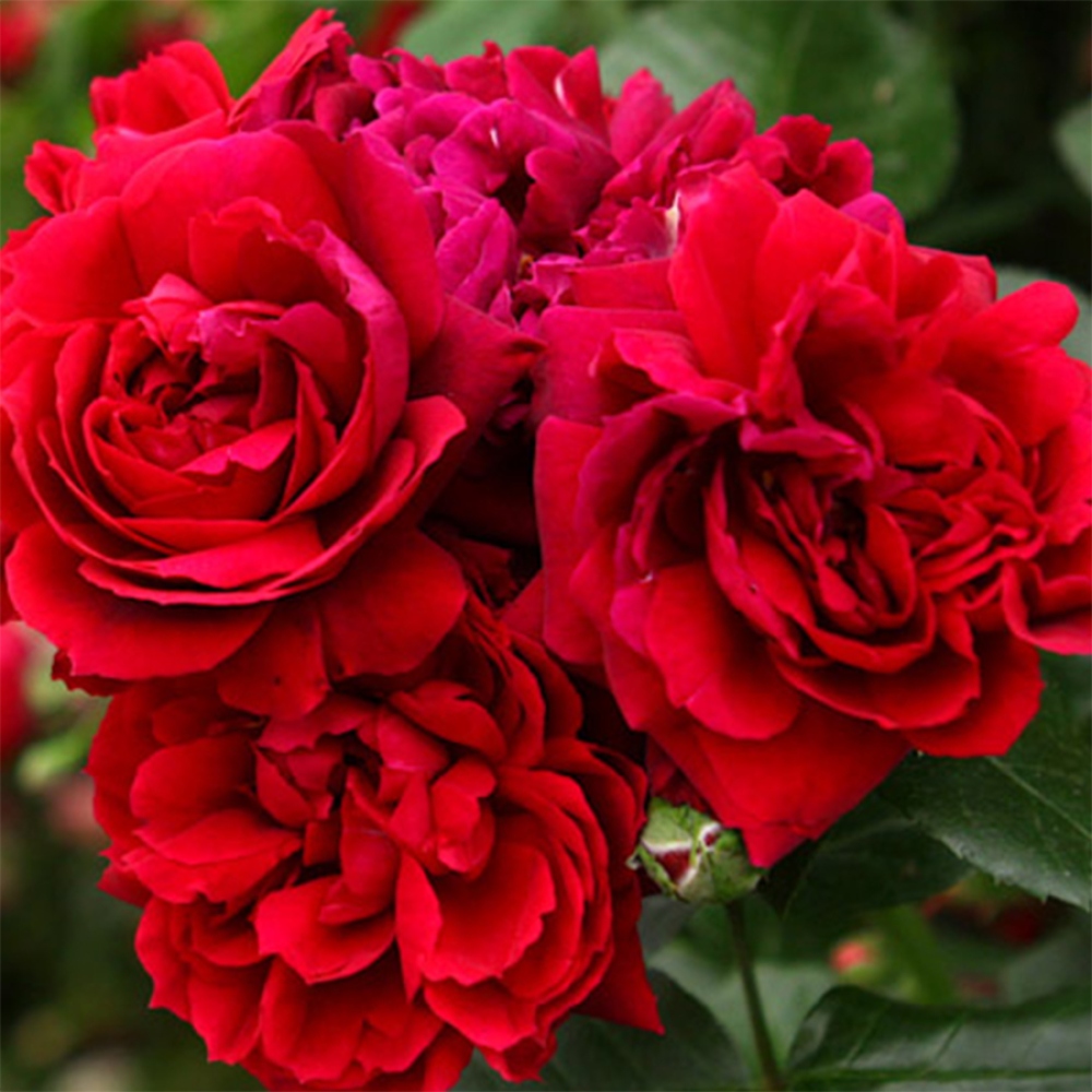 Outdoor bonsai - Rosa Kordes -  rose