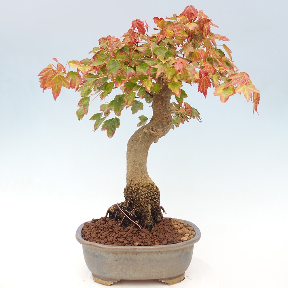 Outdoor bonsai - Maple Buergerianum - Burger Maple